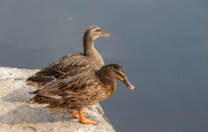 小顔を実現するために医療でメス不要の方法は？